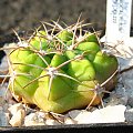 Gymnocalycium mostii JO 222