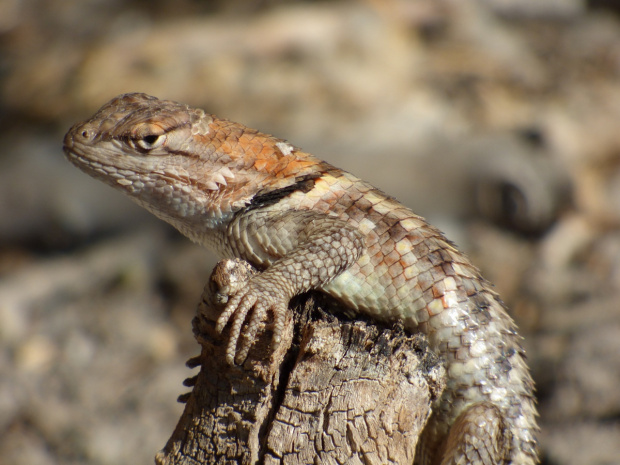 Desert spiny lizard (Sceloporus magister). Kemping koło Capitol Reef N.P., Utah, USA