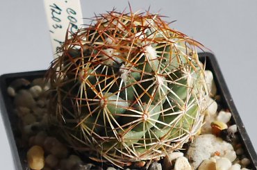 Coryphantha cornifera #kakatusy