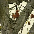 wiewiórki
