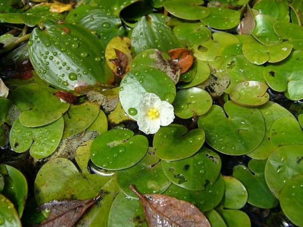 Водокрас фото 3 класс