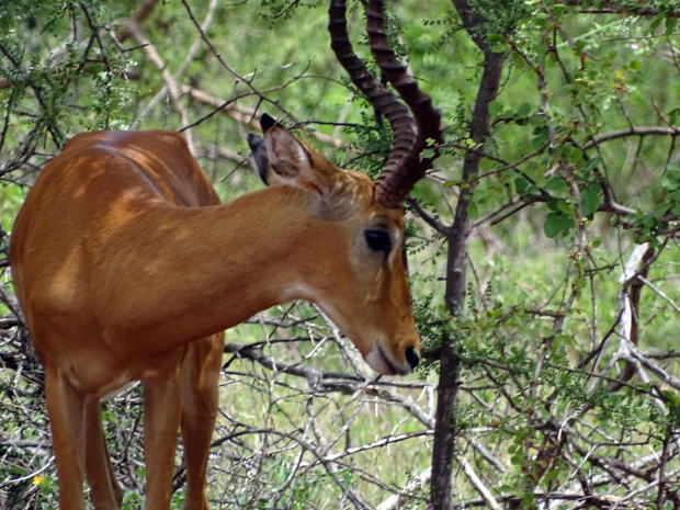 #Kenia