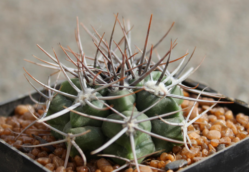 Gymnocalycium valnicekianum TOM 06-032/1