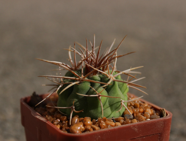 Gymnocalycium ferox v. ferocior STO 1365