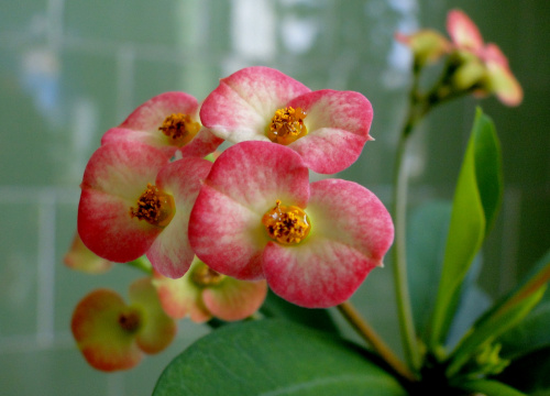 Wilczomlecz lśniący – Euphorbia millii