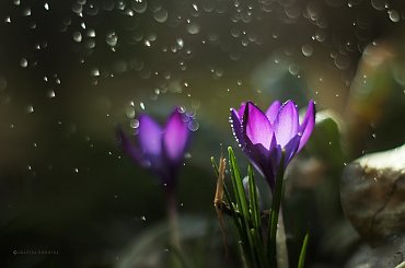 Wiosennie #kwiaty #krokusy #wiosna