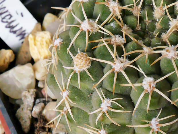 Gymnocalycium #kaktusy