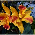 orchidee i storczyki z wyspy Mainau #przyroda