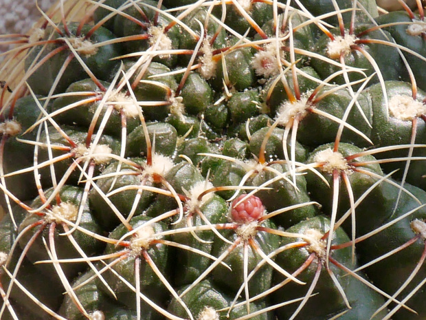 Gymnocalycium baldianum #kaktusy