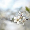 Biała wiosna ... #białe #kwiaty #drzewo #owocowe #wiosna