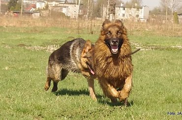 #GILDOWiernyDruh #Jangcy #OwczarekNiemiecki #Parys #PsieZaprzęgi