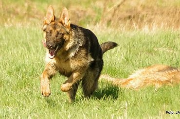 #GILDOWiernyDruh #Jangcy #OwczarekNiemiecki #Parys #PsieZaprzęgi