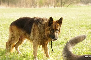 #GILDOWiernyDruh #Jangcy #OwczarekNiemiecki #Parys #PsieZaprzęgi