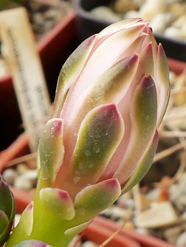 Gymnocalycium damsii #kaktusy