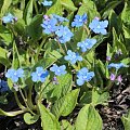 Omphalodes verna