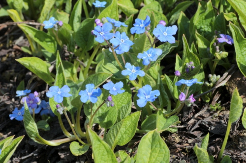 Omphalodes verna