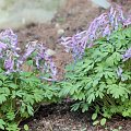 Corydalis solida