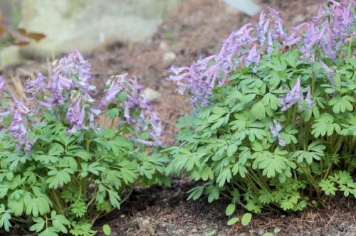 Corydalis solida