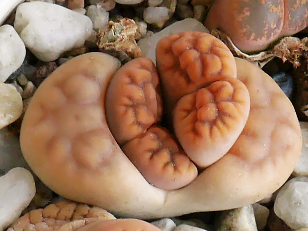 Lithops #kaktusy