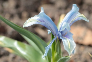 Iris aucheri