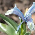 Iris aucheri