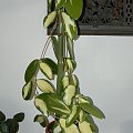 verticillata variegata