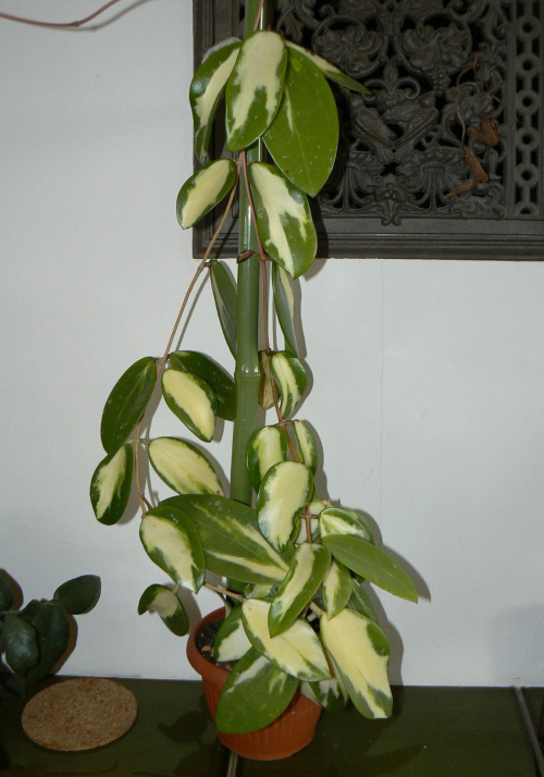 verticillata variegata