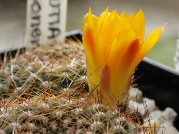 Rebutia #kaktusy