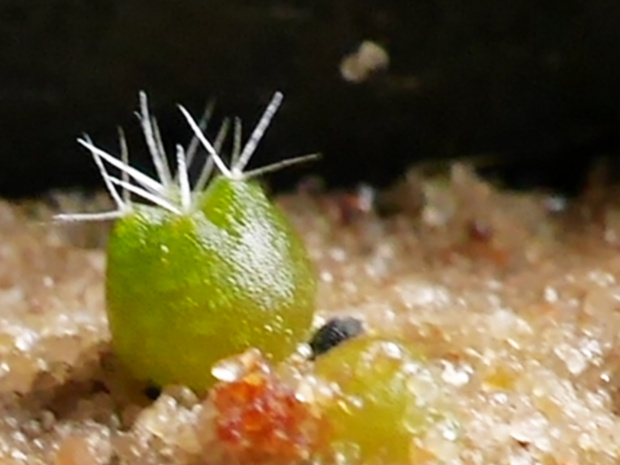 Notocactus roseoluteus #kaktusy