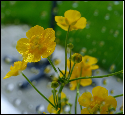 przyroda-za szyba pada deszcz #kwiaty