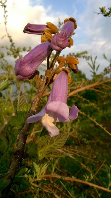 #paulownia