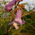 #paulownia