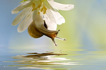 Ślimaczek na Rogownicy #ślimak #makro #kwiat #rogownica