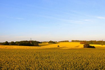 gdzie nie spojrzeć, wszędzie żółto ... #krajobrazy #pola #rzepaki #widoki #wiosna #żółto