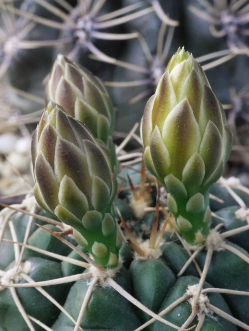 Gymnoalycium uruguaense #kaktusy