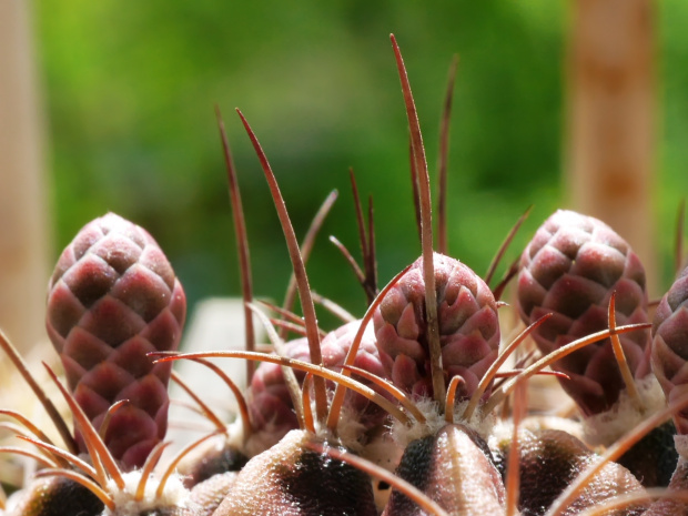 Gymnocalycium mihanovichii #kaktusy