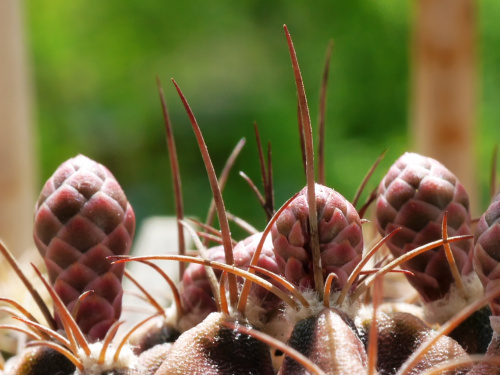 Gymnocalycium mihanovichii #kaktusy