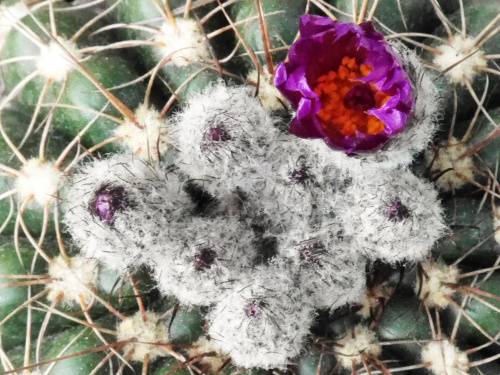 Notocactus uebelmanianus #kaktusy
