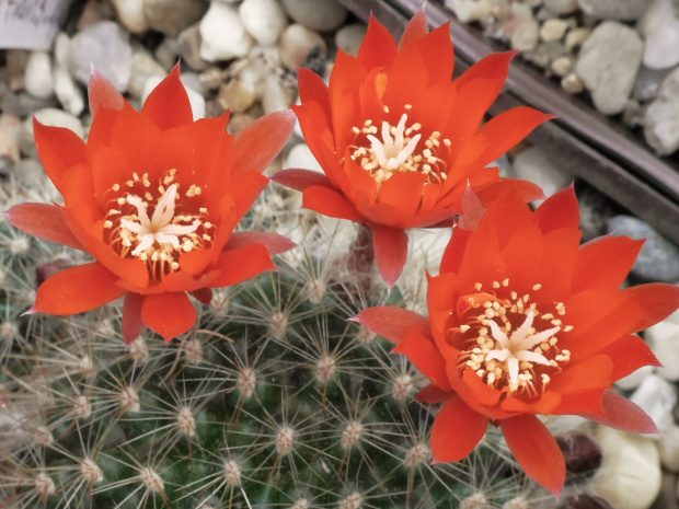 Rebutia flavistyla FR 756 #kaktusy
