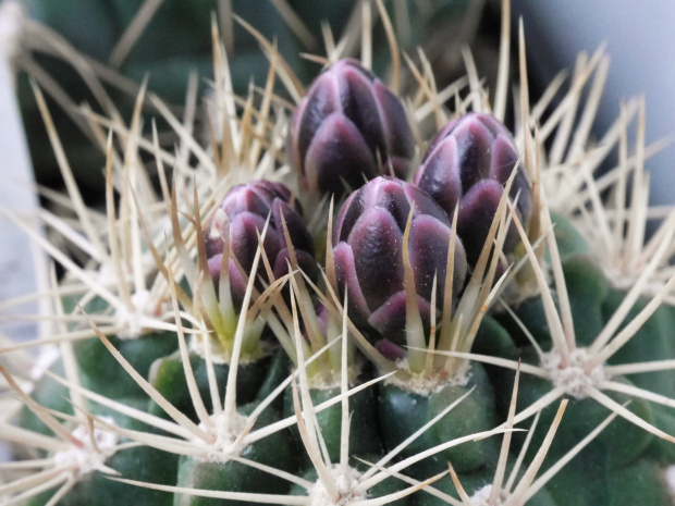 Gymnocalycium neohuberi LF10 #kaktusy
