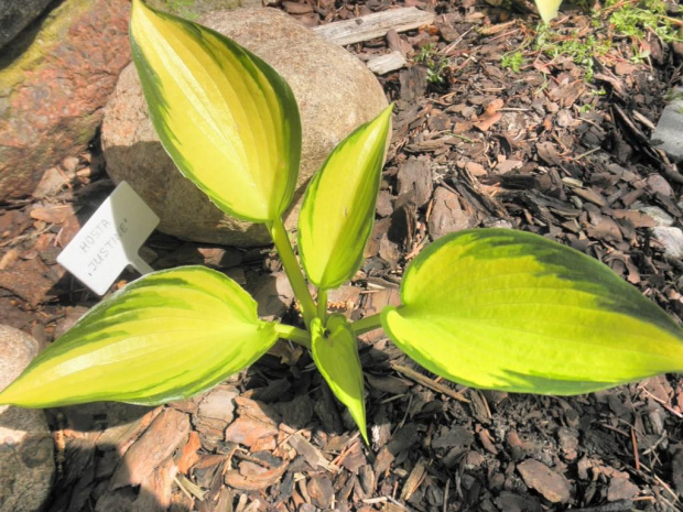 Hosta 'Justine'