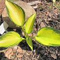 Hosta 'Justine'