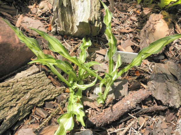 Hosta 'X-Ray'