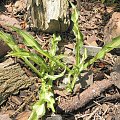 Hosta 'X-Ray'