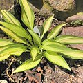 Hosta 'Glamour'