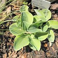 Hosta 'Frosted Mouse ears'