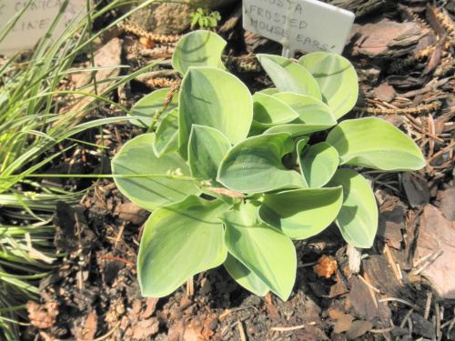 Hosta 'Frosted Mouse ears'