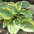 Hosta 'Valley's Glacier'