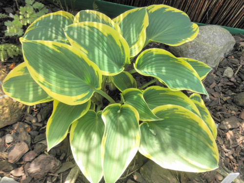 Hosta 'Valley's Glacier'