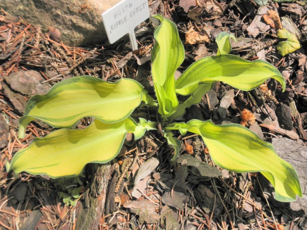 Hosta 'Ripple Effect'